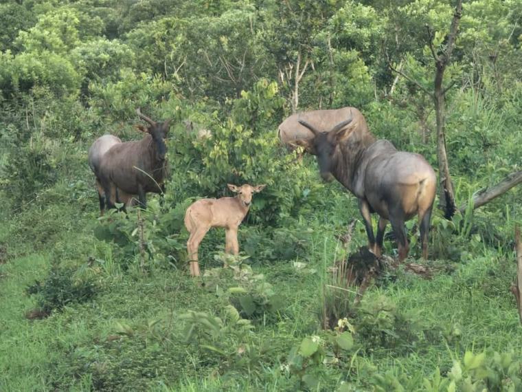 Moving game: The science behind Namibia’s wildlife translocations