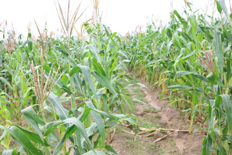Empowering farmers to enhance food security, productivity