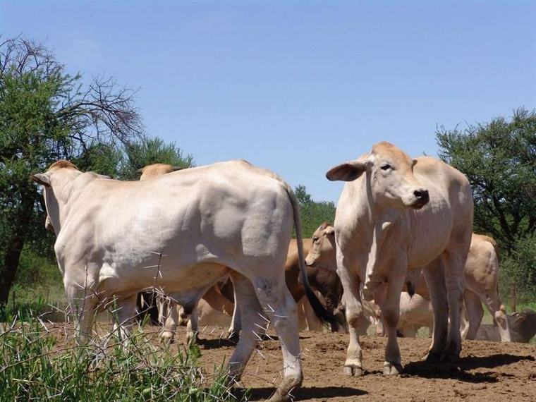Livestock industry in urgent need of growth